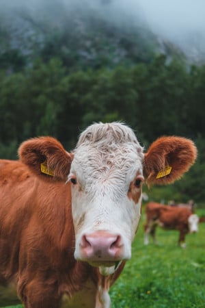 Cow in Field