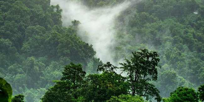 Mist in Forest