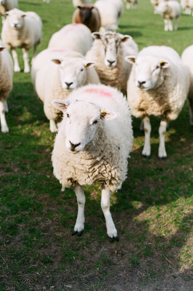 Sheep in Field