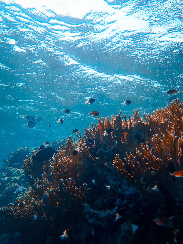 Underwater fish and coral